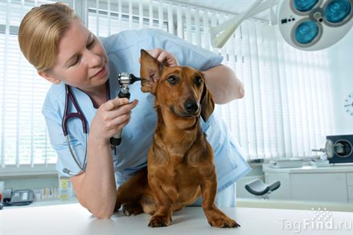 Ветеринарная клиника "Кот+Пёс"