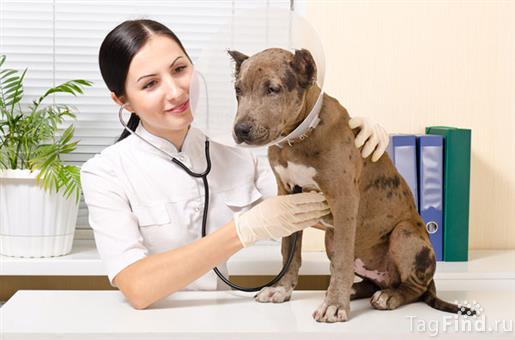 Ветеринарная клиника "Собачье Сердце"